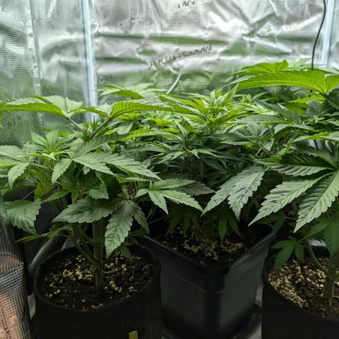 Bruce growlog timeline photo