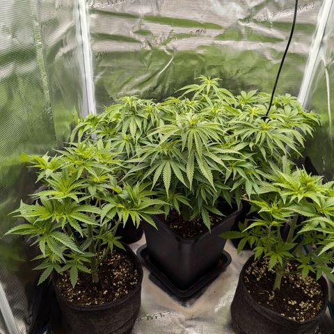 Bruce growlog timeline photo