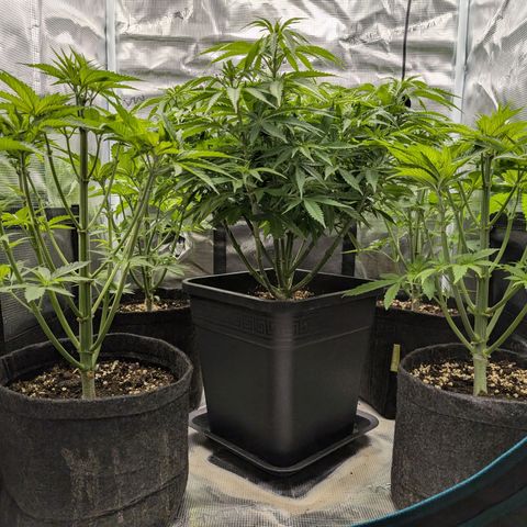 Bruce growlog timeline photo
