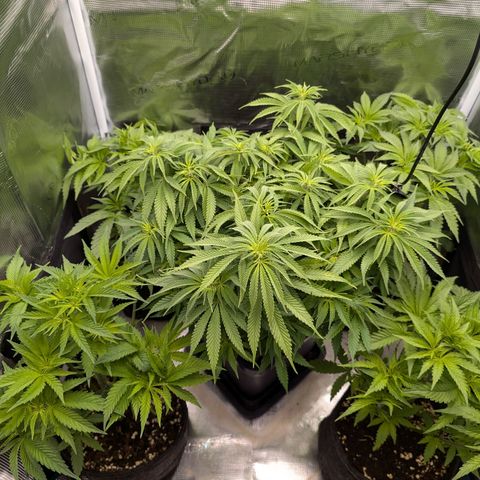 Bruce growlog timeline photo
