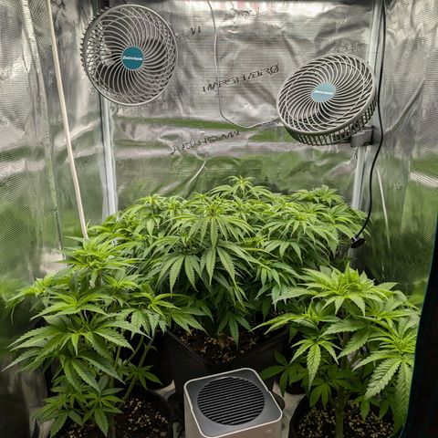 Bruce growlog timeline photo
