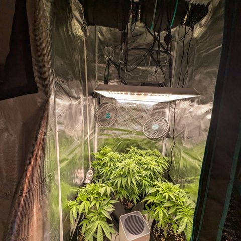 Bruce growlog timeline photo
