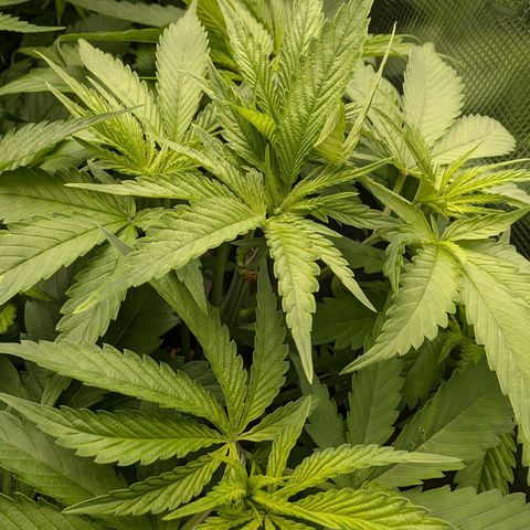 Bruce growlog timeline photo