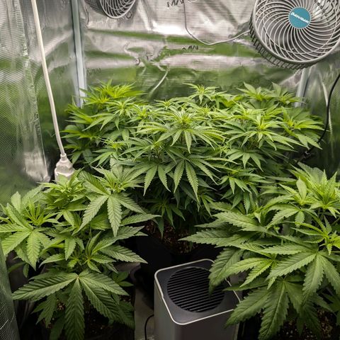 Bruce growlog timeline photo