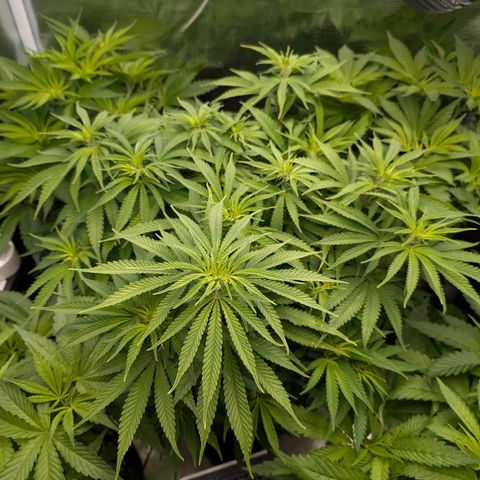 Bruce growlog timeline photo