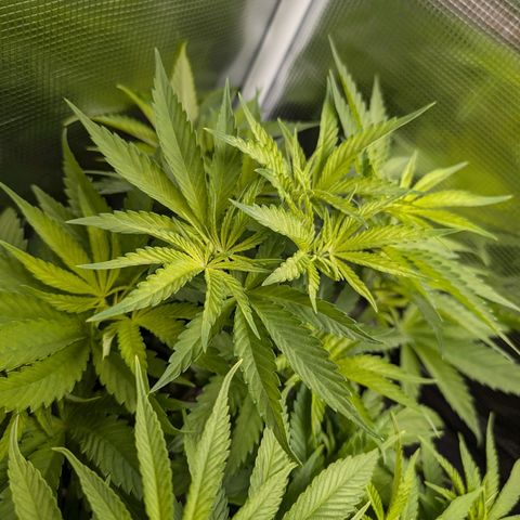 Bruce growlog timeline photo