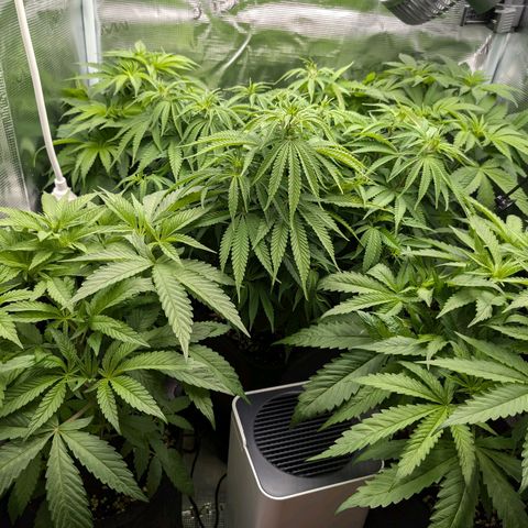Bruce growlog photo: Jungel 😱