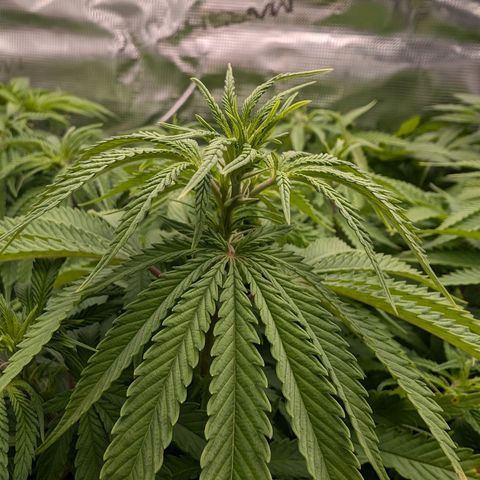 Bruce growlog photo: Jungel 😱