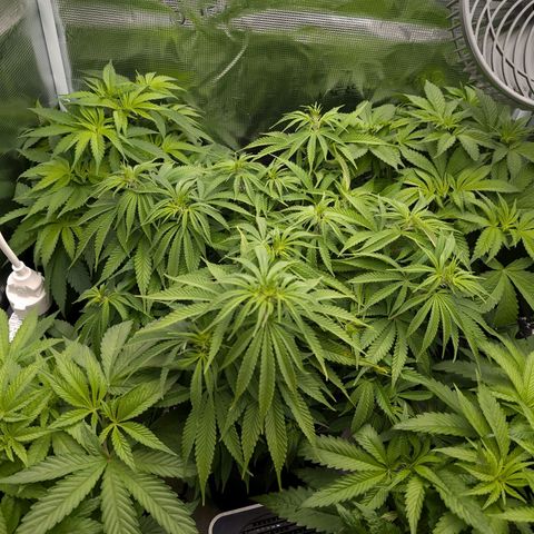Bruce growlog photo: Jungel 😱