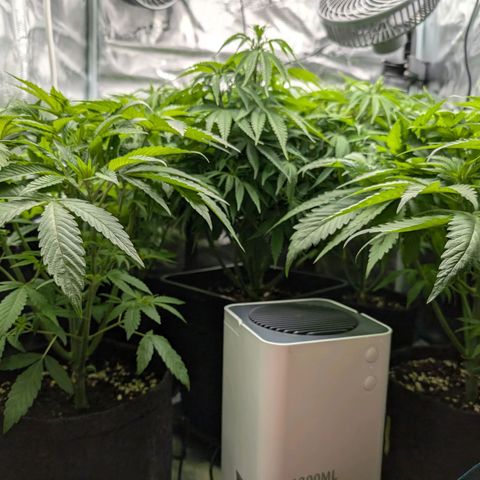 Bruce growlog photo: Jungel 😱