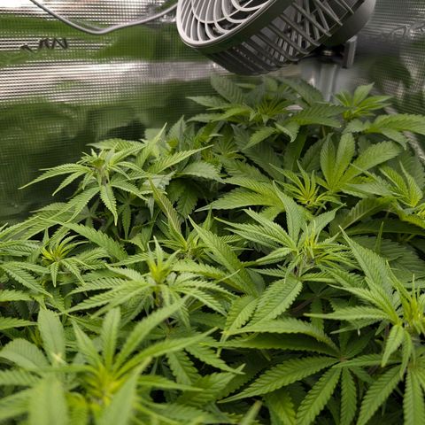 Bruce growlog timeline photo