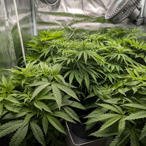 Bruce growlog timeline photo