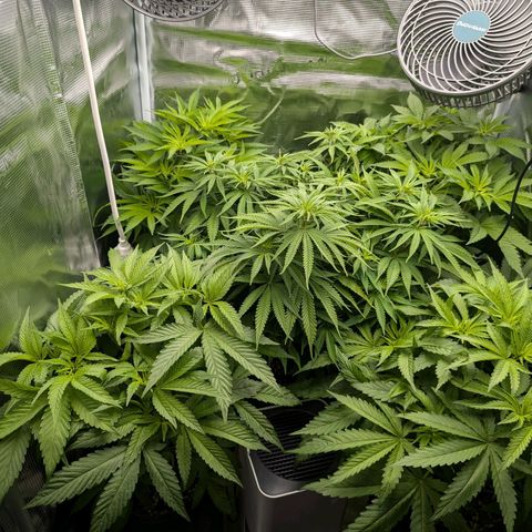 Bruce growlog timeline photo