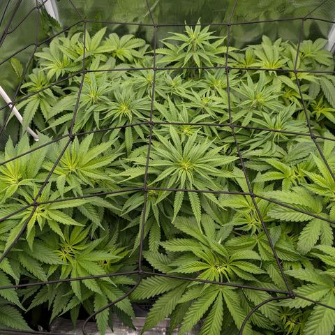 Bruce growlog timeline photo