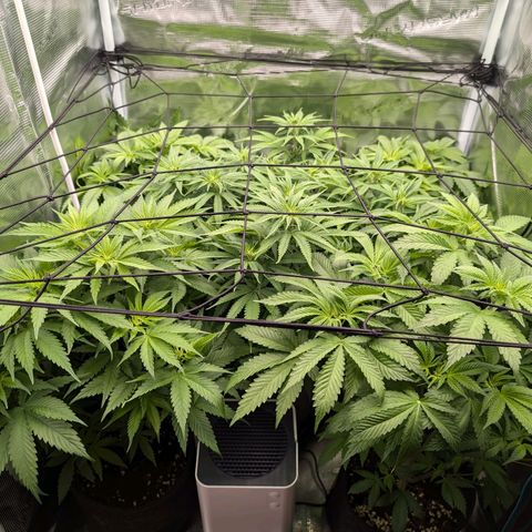 Bruce growlog timeline photo