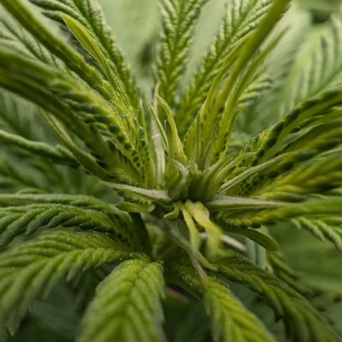 Bruce growlog timeline photo