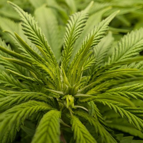 Bruce growlog timeline photo