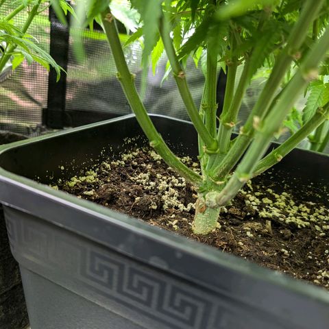 Bruce growlog timeline photo