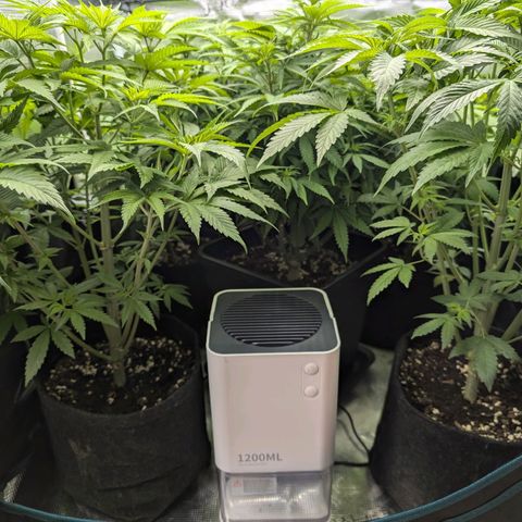 Bruce growlog timeline photo