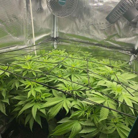 Bruce growlog timeline photo