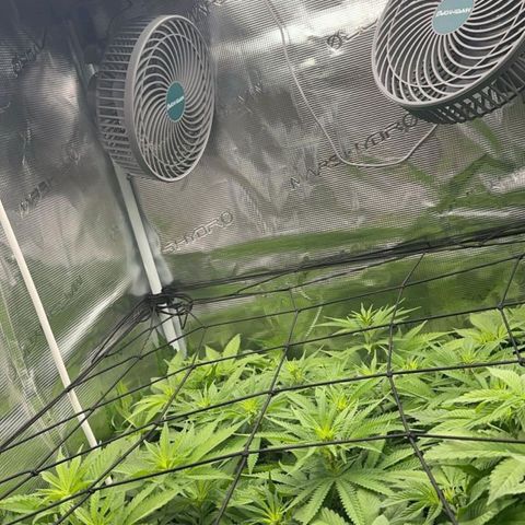 Bruce growlog timeline photo