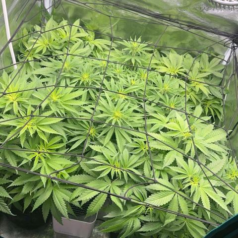 Bruce growlog timeline photo