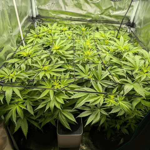 Bruce growlog timeline photo