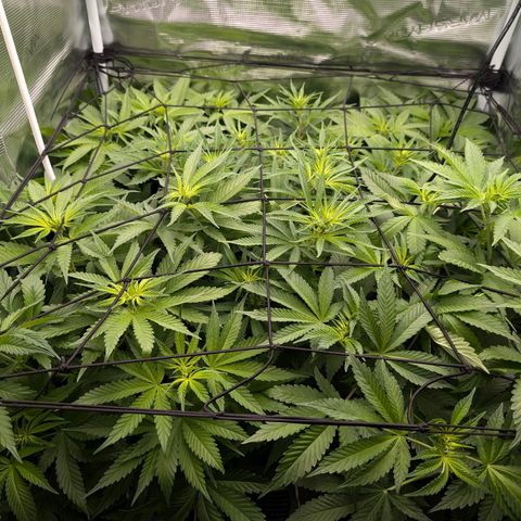 Bruce growlog timeline photo