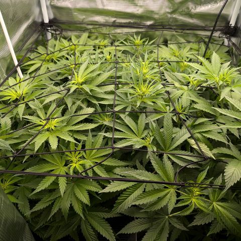 Bruce growlog timeline photo