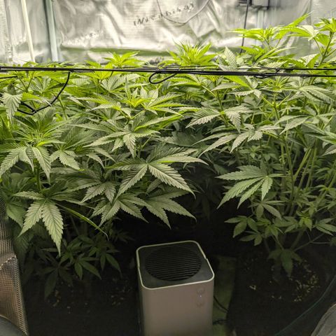Bruce growlog timeline photo