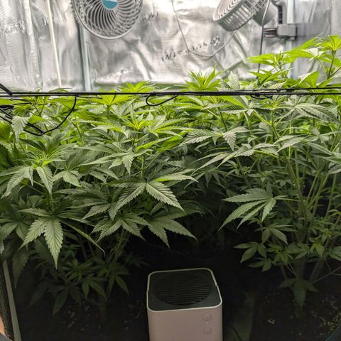 Bruce growlog timeline photo