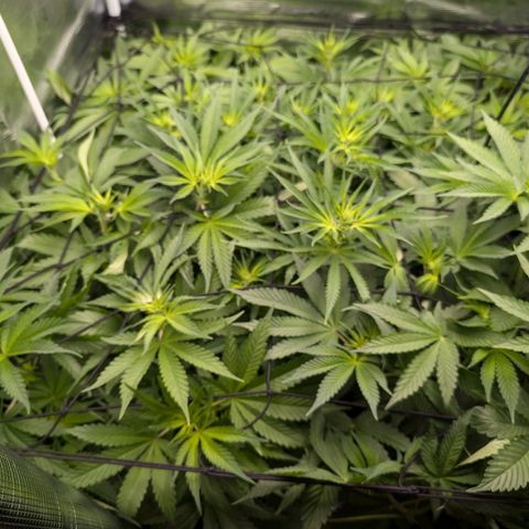 Bruce growlog timeline photo