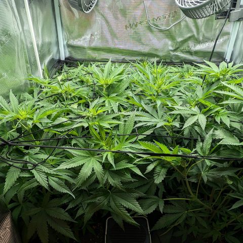 Bruce growlog timeline photo