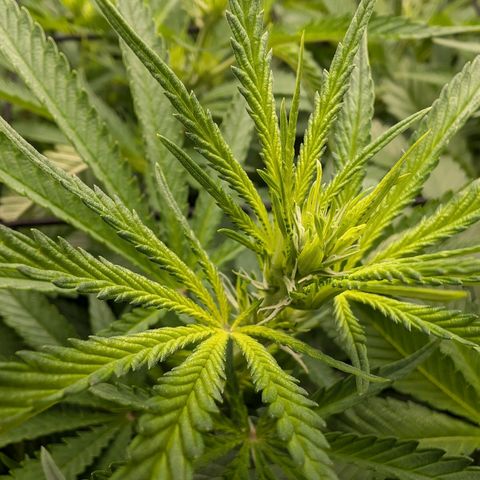 Bruce growlog timeline photo
