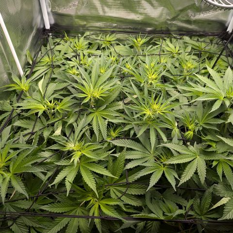 Bruce growlog timeline photo
