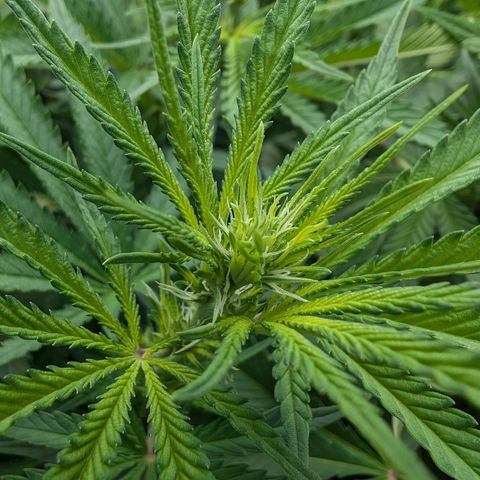 Bruce growlog timeline photo
