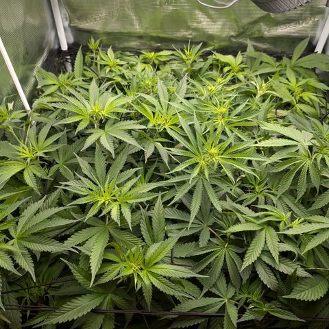 Bruce growlog timeline photo
