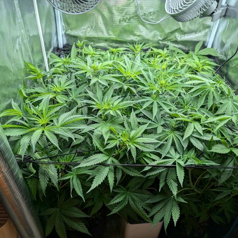 Bruce growlog timeline photo