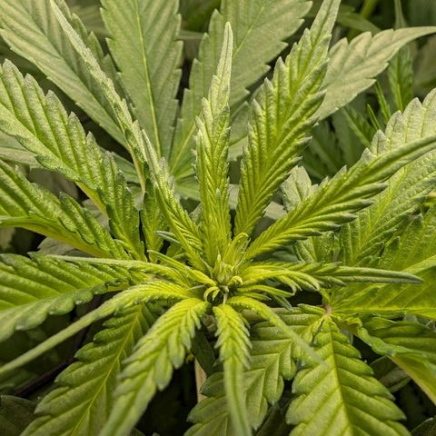 Bruce growlog timeline photo