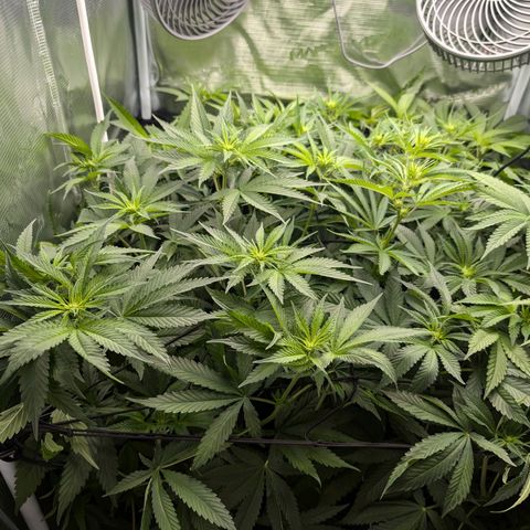 Bruce growlog timeline photo
