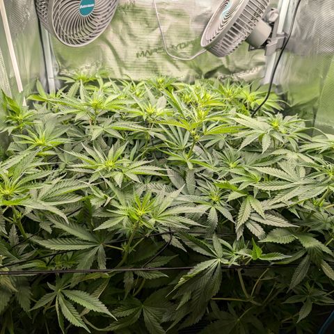 Bruce growlog timeline photo