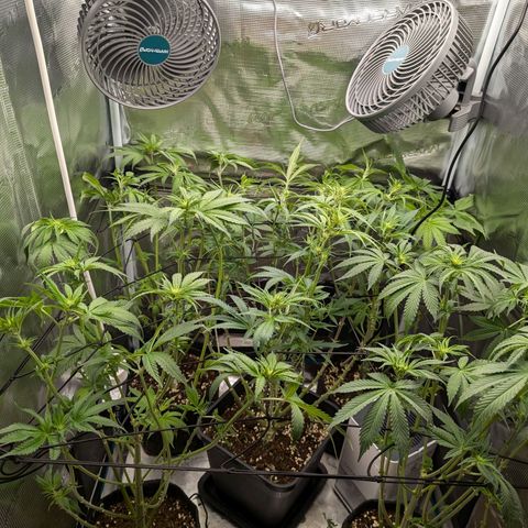 Bruce growlog timeline photo