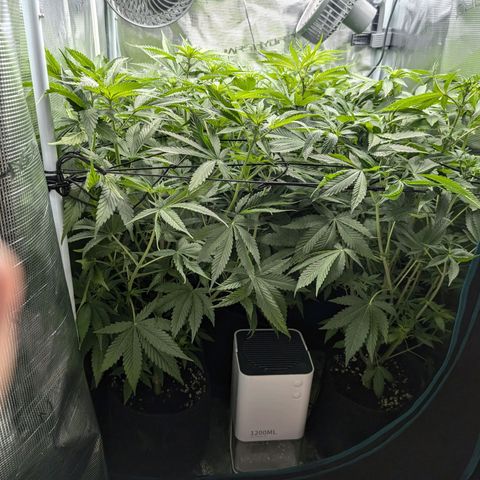 Bruce growlog timeline photo