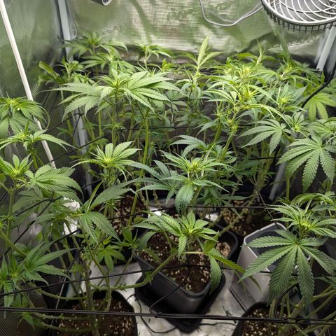 Bruce growlog timeline photo