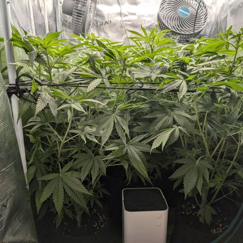 Bruce growlog timeline photo