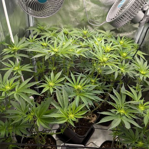 Bruce growlog timeline photo