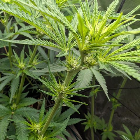 Bruce growlog timeline photo