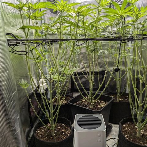 Bruce growlog timeline photo