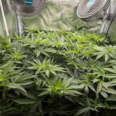 Bruce growlog timeline photo