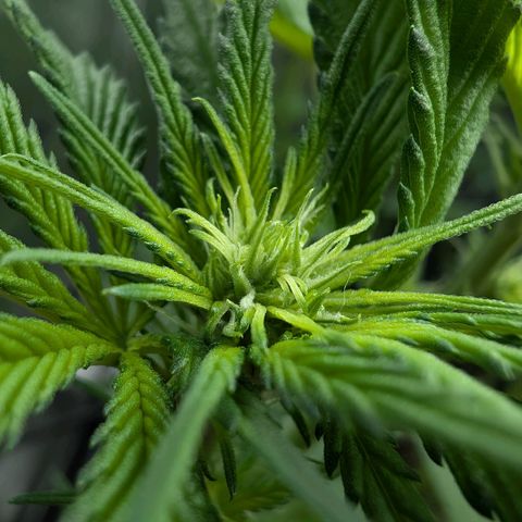 Bruce growlog timeline photo